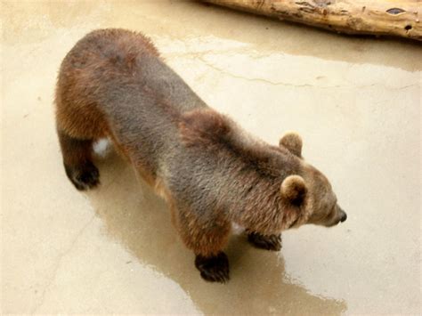 BLACK FOREST BEAR PARK AND REPTILE EXHIBIT (2026) All You Need to Know ...