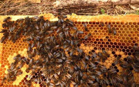 新手养蜂入门及注意事项 - 养蜂技术 - 酷蜜蜂