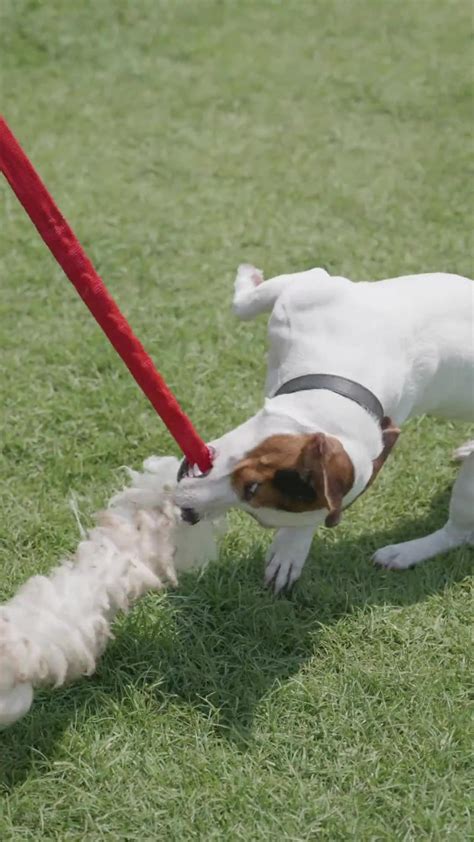 funny dog videos - One News Page VIDEO