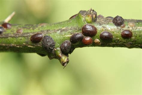 Scale Insect - Prima Agro Tech