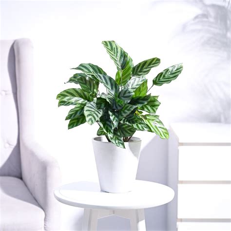 Shop for different varieties of Calathea plants from Ugaoo