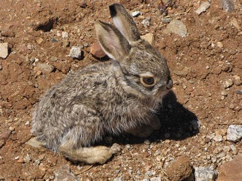 Black-tailed Jackrabbit