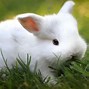 Image result for Rabbit Wall Art Cute