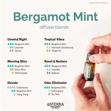 How to use bergamot like a pro – Artofit