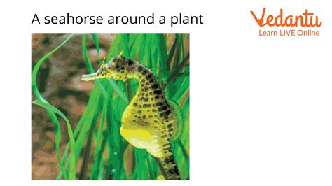 Seahorse Facts for Kids: Key Terms & Fun Insights Explained