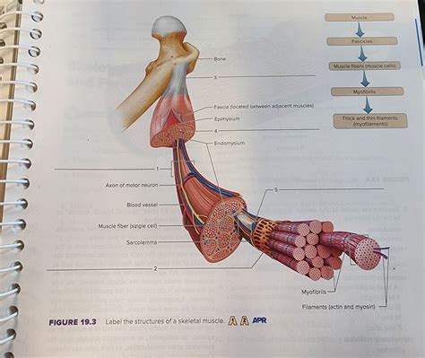 Image result for Skeletal Muscle Function