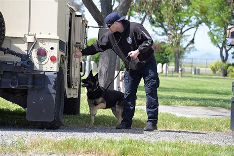 DOGE cuts threaten TSA canine units as Trump White House praises ...