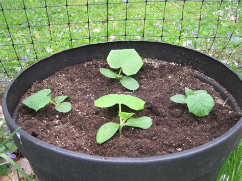 Growing Cucumbers In Containers