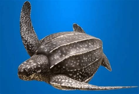 世界上体型最大的海龟是什么 世界上最大的龟有多大(2)_四海网