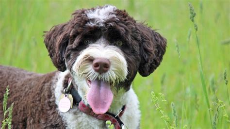 20 Hypo-Allergenic Dog Breeds For Anyone Who Want To Get A Puppy