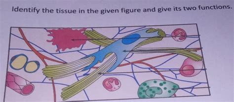 Identify the tissue in the given figure and give its two functions ...