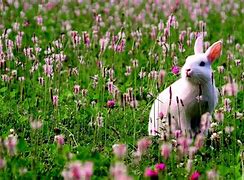 Image result for Baby Animals Wallpaper Rabbit Black and White