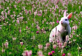 Image result for Bunnies with Summer Flowers