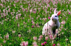 Image result for Beautiful Rabbit Black and White