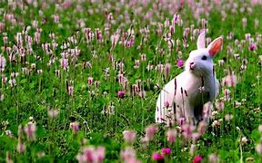 Image result for Super Cute Animals That Are Bunny