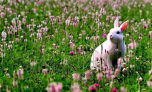 Image result for Flower Like a Rabbit
