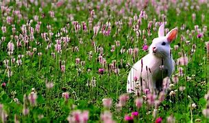 Image result for Cute Animals Bunny Sleeping