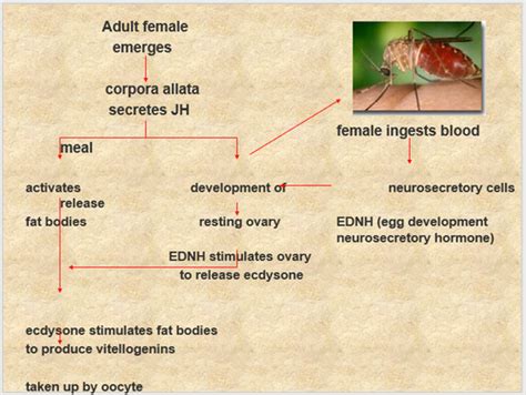 Image result for Insect Sexual Reproduction