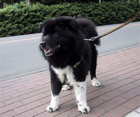 Tibetan Mastiff vs Sakhalin Husky - Breed Comparison