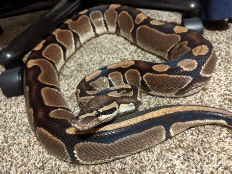 Image result for PetSmart Python