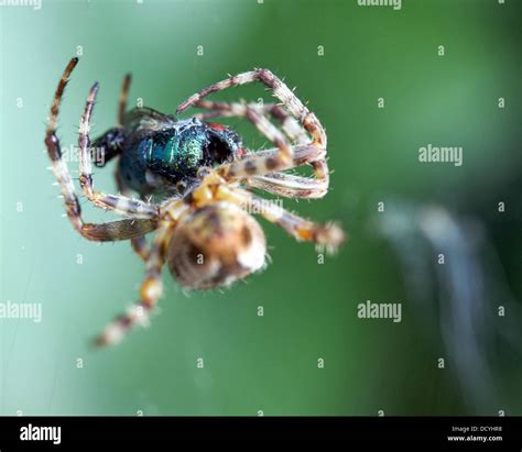 Prey Of Spiders