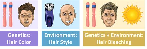 Image result for Phenotype Example