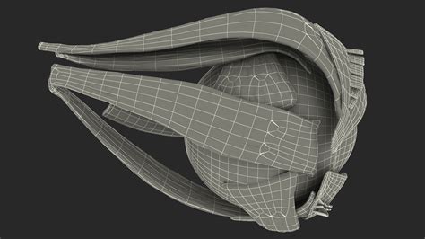 3D Cross-Section of the Human Eye Right Part | 3D Molier International