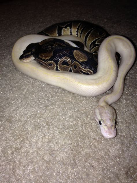 Image result for Ball Python Cuddling