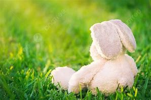 Image result for Bunny Sitting Up