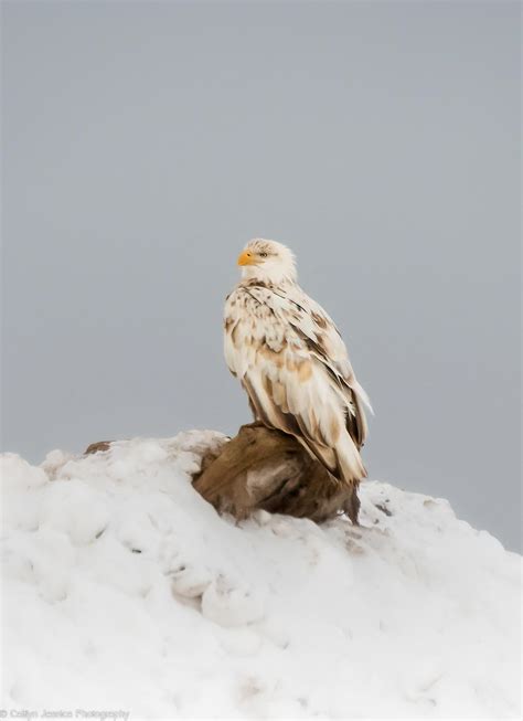 White Bald Eagle Seen in Canada : r/birding