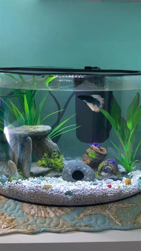 5 gallon fish tank – Artofit