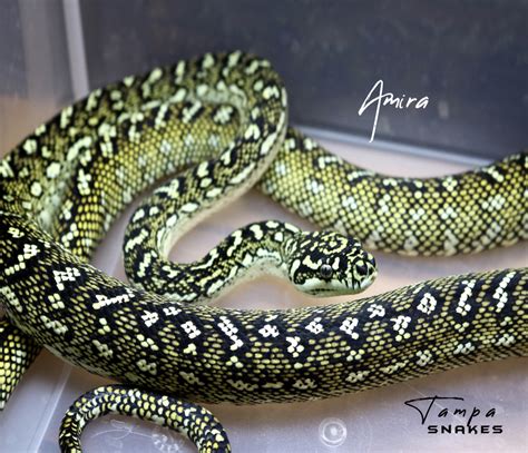 Image result for Pure Diamond Python