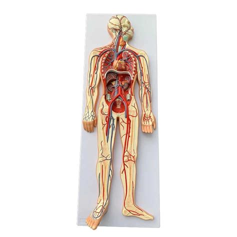 Buy WLKQ Human Circulatory System Model for Studying Blood Circulation ...