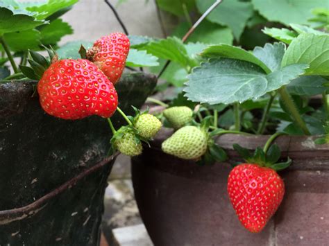 水果皇后——草莓！|其它景观工程案例|花啦啦花卉种业