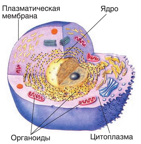 Строение клеточная мембрана ядро