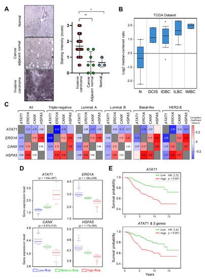Microtubule Acetylation Controls MDA-MB-231 Breast Cancer Cell Invasion ...