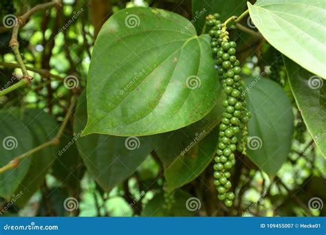 Black Pepper Plant in Sri Lanka Stock Image - Image of pepper, piper ...