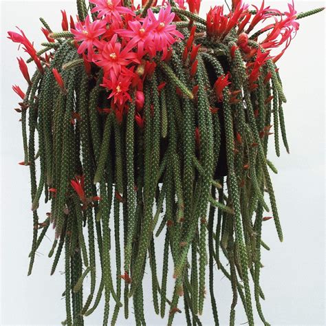 35 Seeds- Rat Tail Cactus Seeds - Grow Indoor & Outdoor - All Season ...