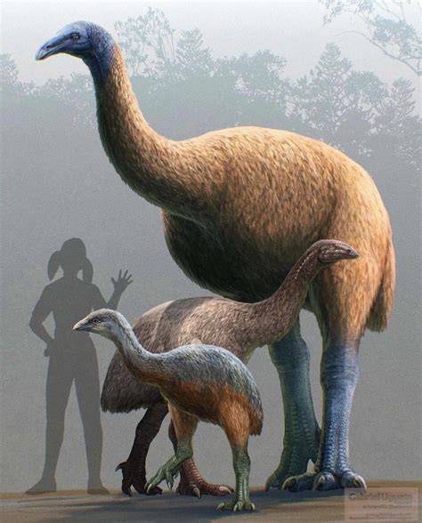 Flightless New Zealand Bird