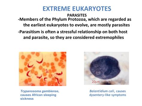 Extremophiles | PPT
