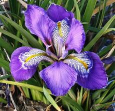 iris fiore immagini 2013 plant delights nursery november newsletter iris fiore immagini 2013 plant delights nursery november newsletter