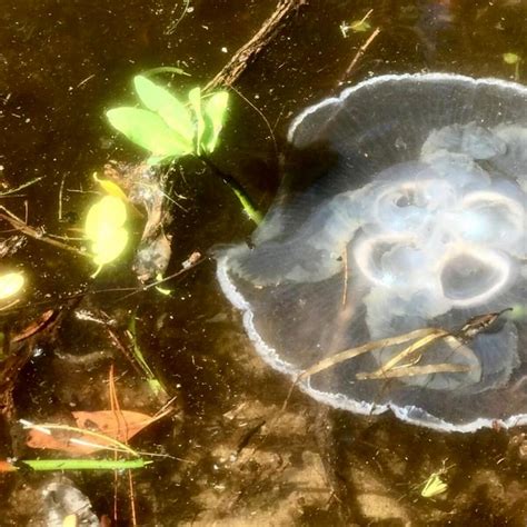 Can Moon Jellyfish Sting