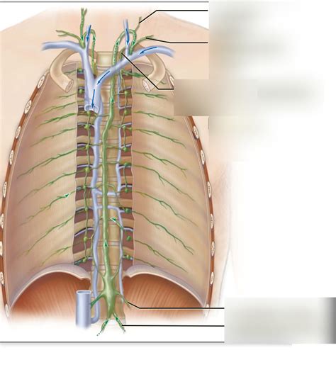 Image result for Lymphatic Trunks Model