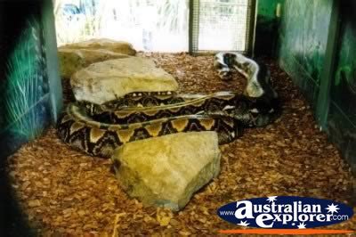 Giant Pet Python 的图像结果