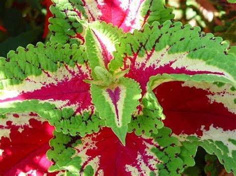 Buy Coleus Extra DWF Fairway Mix (SAKATA) Online | Farmers Stop