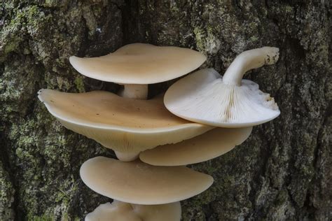 Hypsizygus ulmarius: Elm Oyster or Elm Leech Identification & Look Alikes