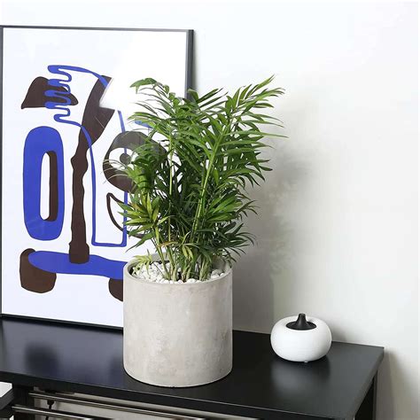 Pageqiu Plant Pots - 5.5 inch Cement Planters Indoor - Modern Grey ...