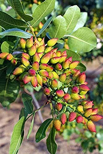Creative Farmer Live Plant Pista Fruit -Pistachio Exotic (1 Healthy ...