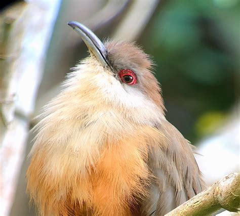 Caribbean Endemic Bird Festival 2018 Celebrates the Year of the Bird – BirdsCaribbean