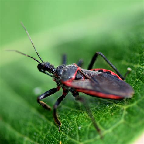 Deadly “Kissing Bug” Disease Spreading in the US, and Texas Has the ...